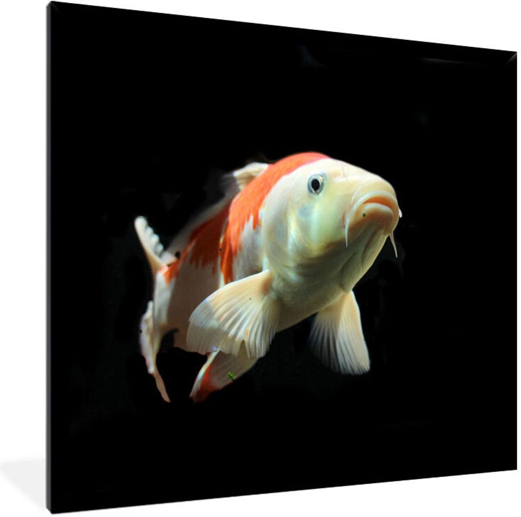 MuchoWow Gerahmtes Poster Ein Koi-Karpfen mit orangefarbenen Details vor einem schwarzen Hintergrund 40x30 cm - Poster mit Schwarzem Bilderrahmen...