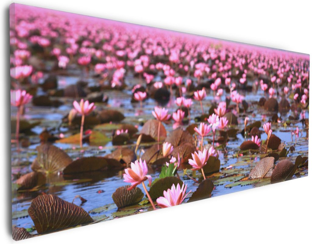 Wallario Premium Leinwandbild Seerosenlandschaft mit rosa Blüten in Größe 30 x 75 cm