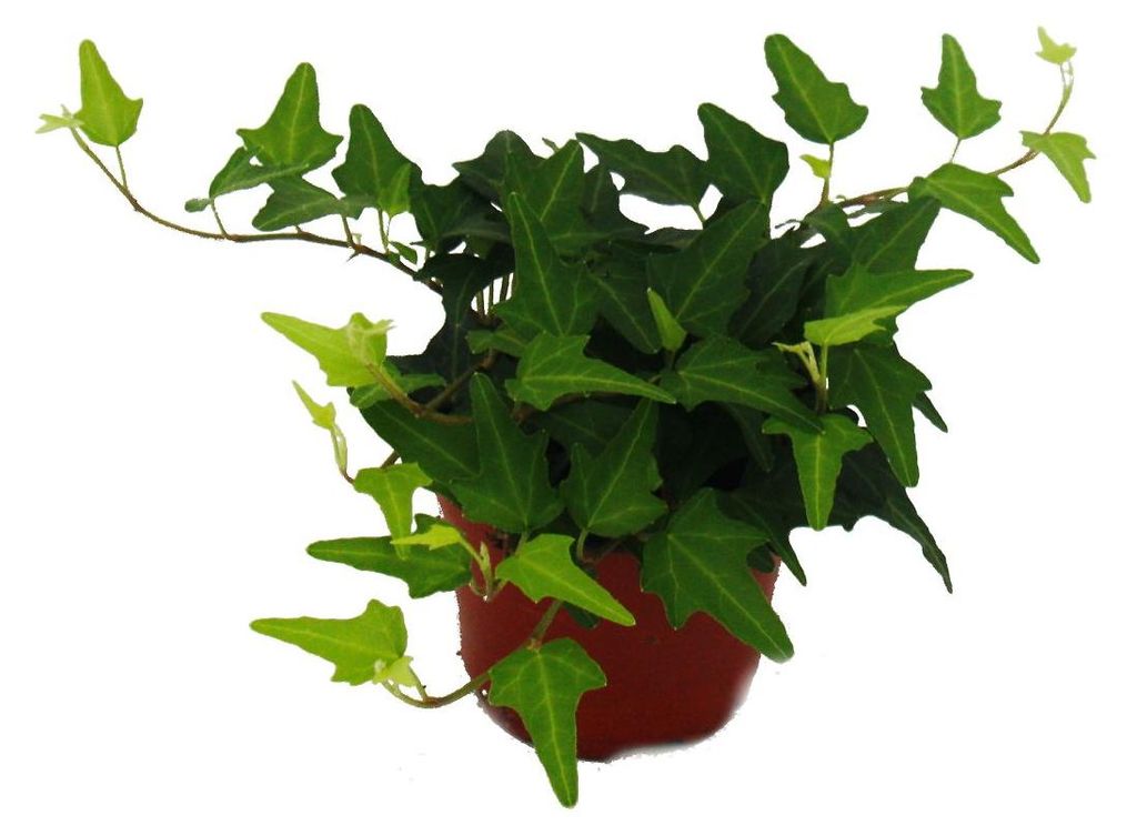 Efeu - Hedera - 9cm Topf - Zimmerpflanze Produktbild 