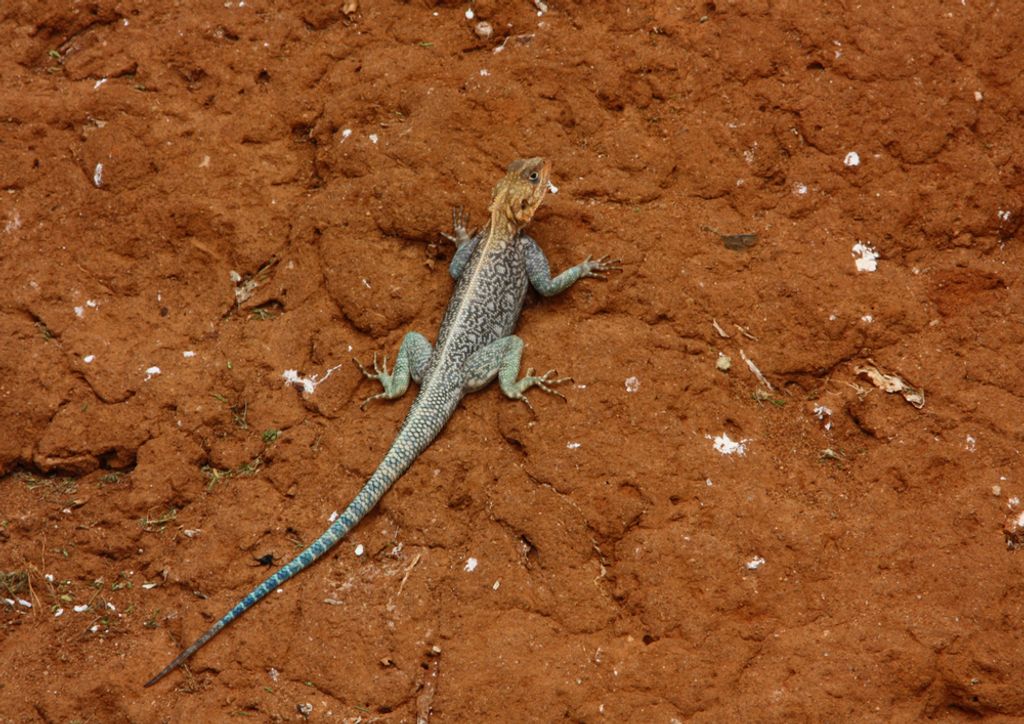 hansepuzzle 80587 - Eidechse Puzzle, 260 Teile, Natur, 41,0 x 28,0cm mit hochwertiger Aufbewahrung, Kartonbox und wiederverschließbarem Beutel