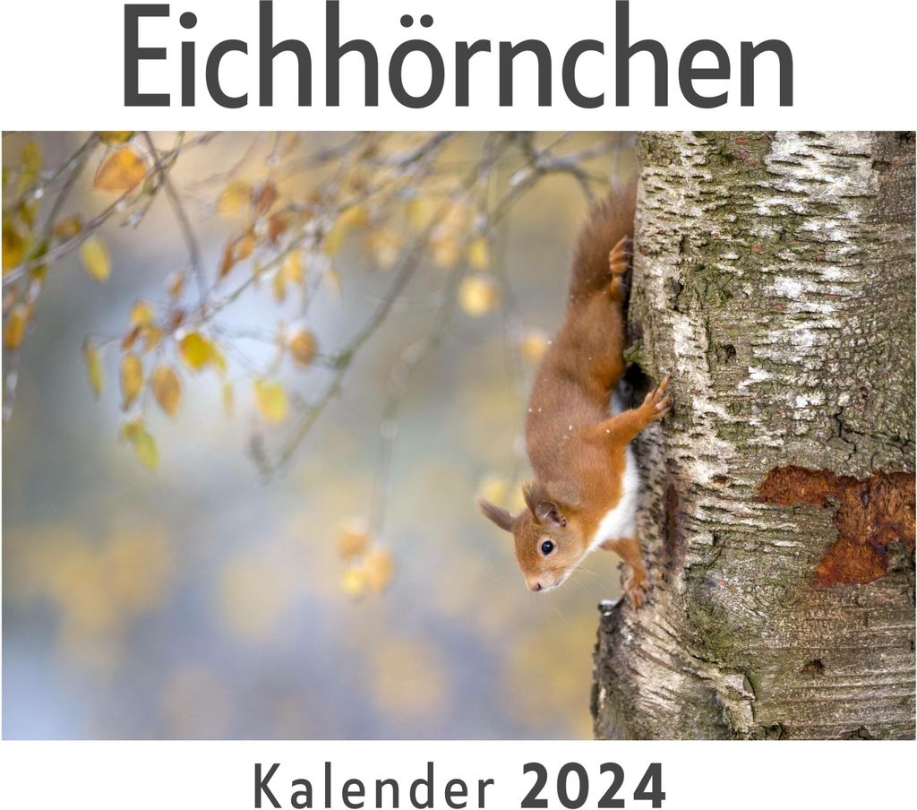 Eichhörnchen (Wandkalender 2024, Kalender DIN A4 quer, Monatskalender im Querformat mit Kalendarium, Das perfekte Geschenk)