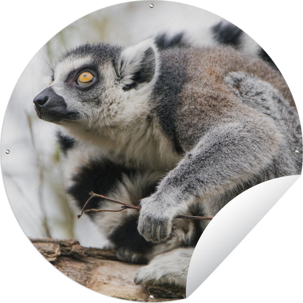 MuchoWow Gartenposter Outdoor-Poster Rund Affe - Baum - Ringelschwanzlemur Ø 90 cm Gartendeko Rundes Poster draußen