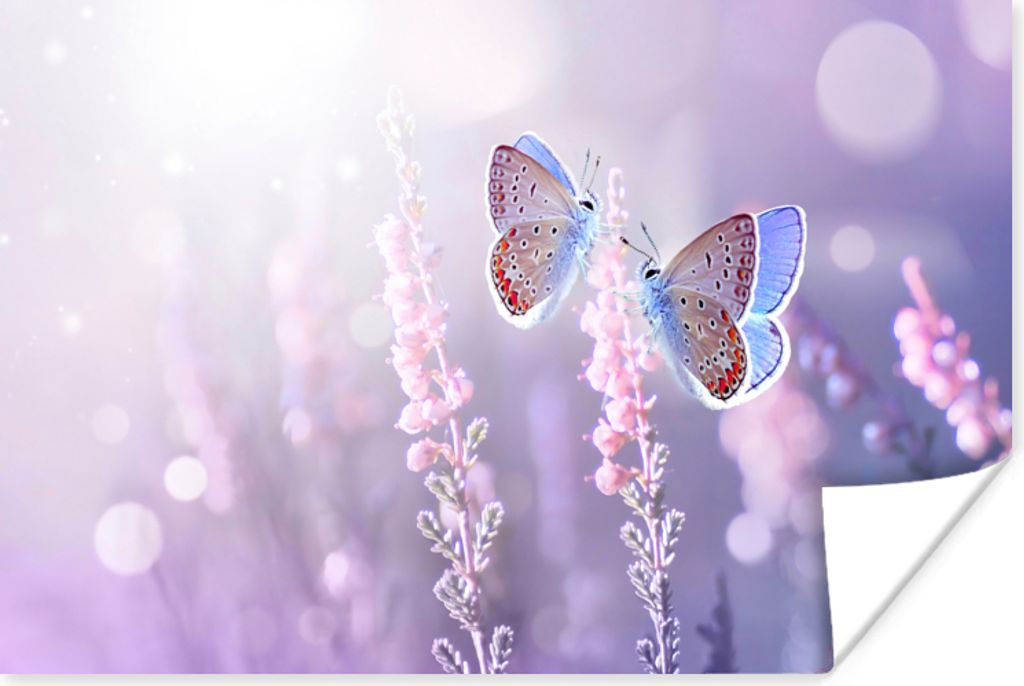 MuchoWow Poster Schmetterling - Lavendel - Blumen - Lila 60x40 cm - Schlafzimmerdekoration