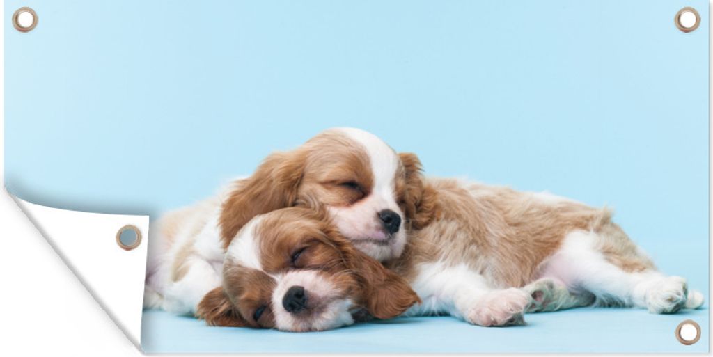 MuchoWow 80x40 cm Outdoor-Poster Gartendeko Sichtschutz Garten Poster für den Garten Zwei Cavalier King Charles Spaniels schlafen aufeinander