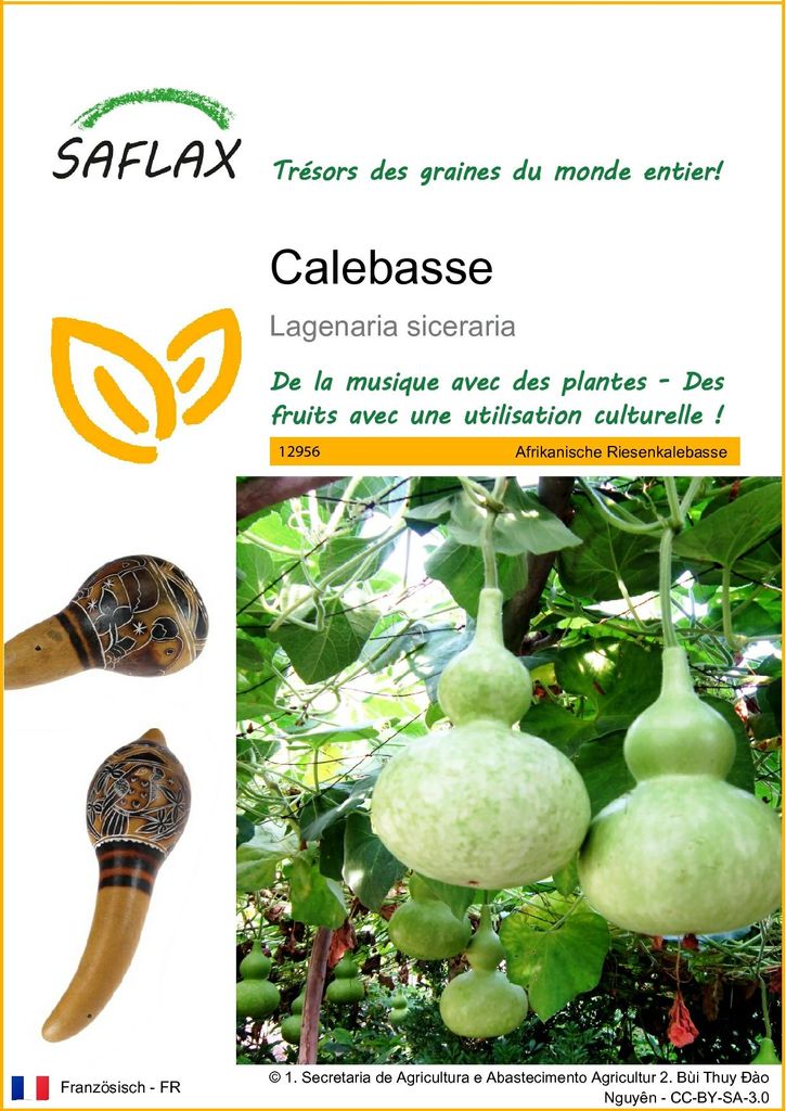 SAFLAX  - Calebasse - 15 graines - Lagenaria Image du produit 