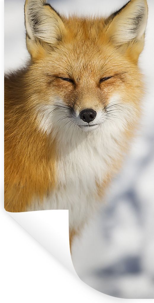 MuchoWow Wandtattoo Wandsticker Wandaufkleber Fuchs - Schnee - Rot 40x80 cm Selbstklebend und Repositionierbar - Repositionierbar - Wasser abweisend