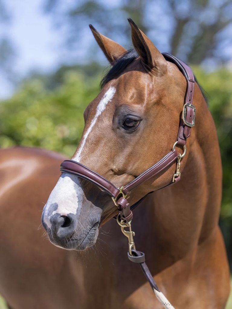 LeMieux Anatomic Headcollar Lederhalfter Brown Full Produktbild 4