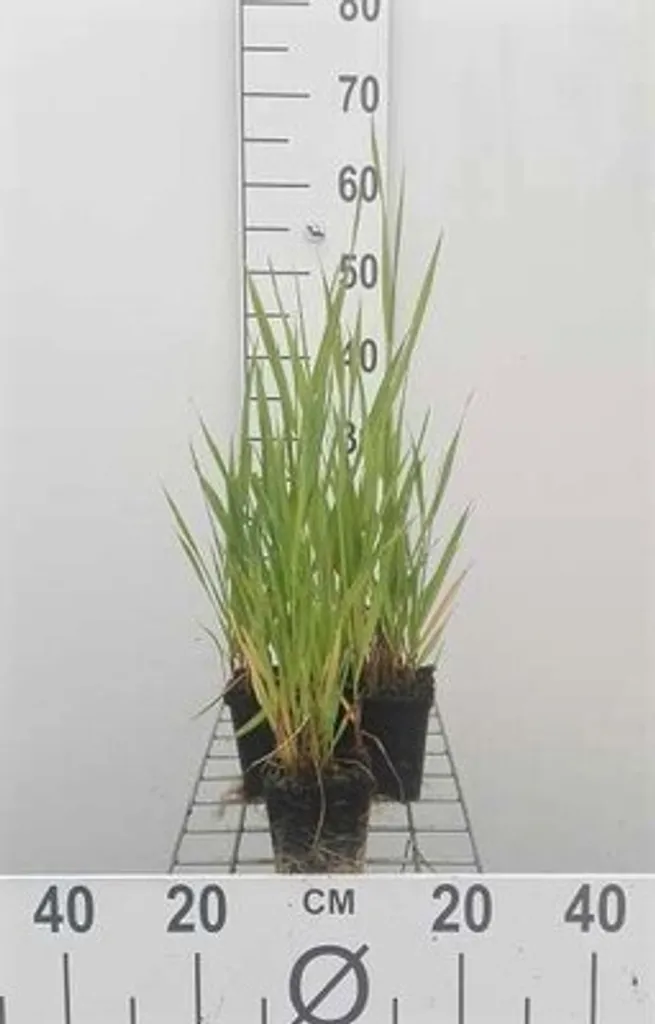 6 Phalaris arundinacea Rosette en pot 9cm - Graminée ornementale