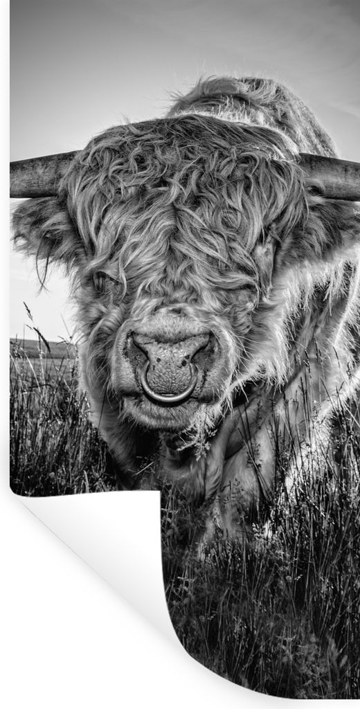 MuchoWow Wandtattoo Wandsticker Wandaufkleber Schottischer Highlander - Schwarz und Weiß 80x160 cm Selbstklebend und Repositionierbar - Sticker ...