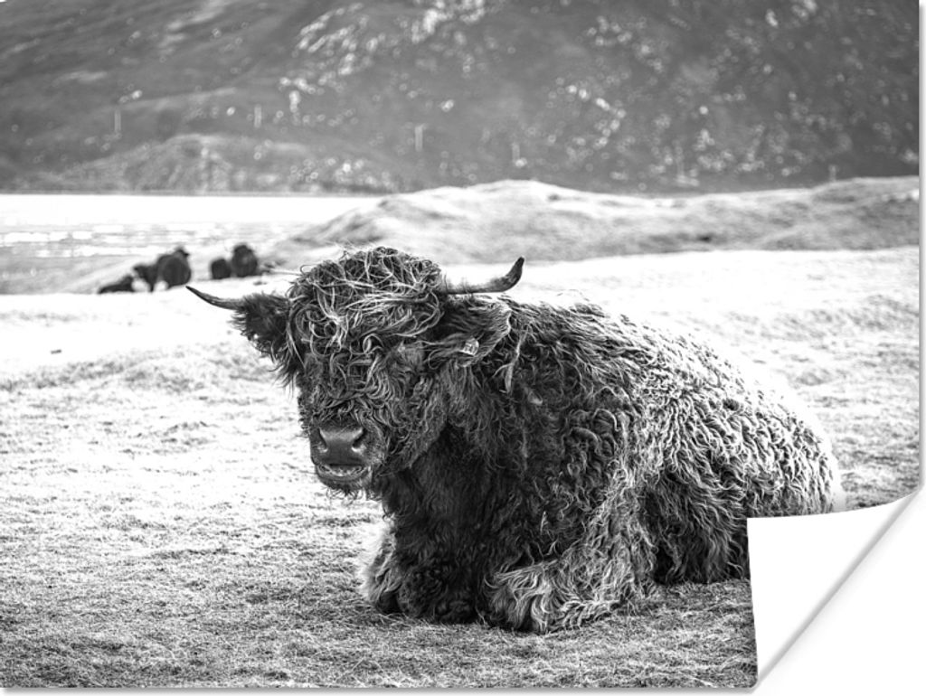 MuchoWow Poster Schottischer Highlander - Berg - Tiere 160x120 cm - Foto Plakat