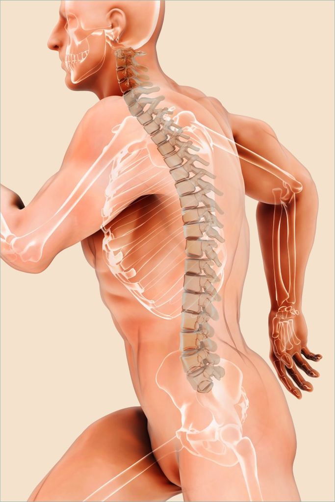 Wallario selbstklebendes Poster - Anatomie Wirbelsäule - Menschliches Skelett beim Laufen, Größe: 61 x 91,50 cm