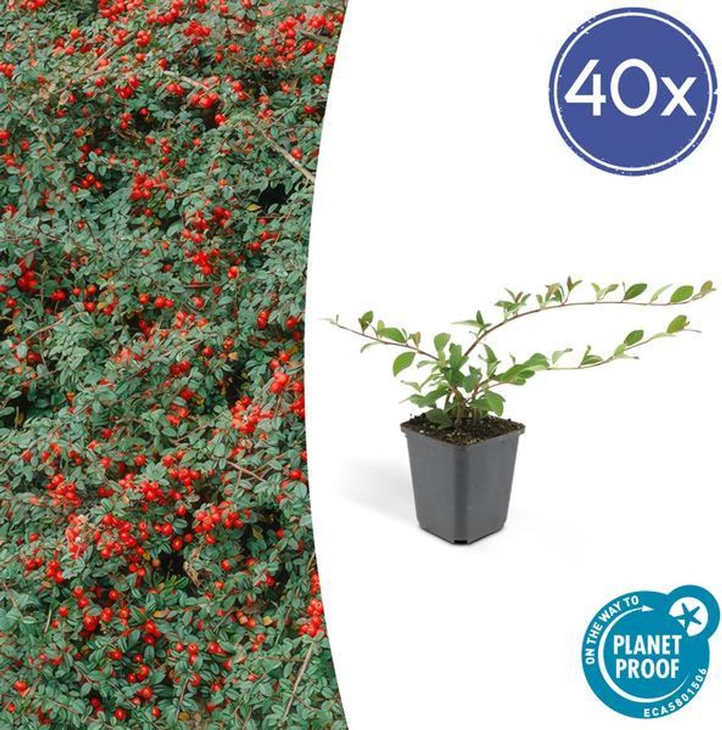Teppichmispel Cotoneaster dammeri 'Major' – 40 Pflanzen – 25cm – Ø9cm – Bodendecker – Blühend & pflegeleicht – Sonne & Schatten