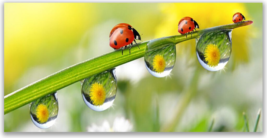 Glasbilder 140x70 Wandbild Druck auf Glas Blatt Marienkäfer Tautropfen Natur