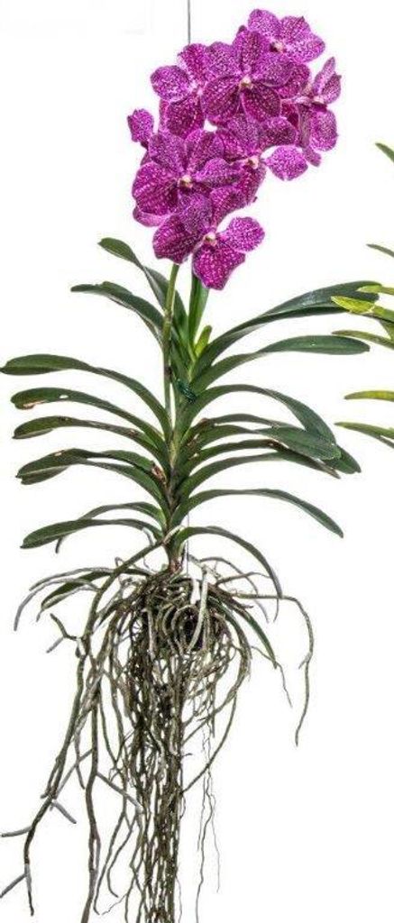 Nádherná kvetoucí orchidej Vanda, růžová, extra velká Obrázek produktu 