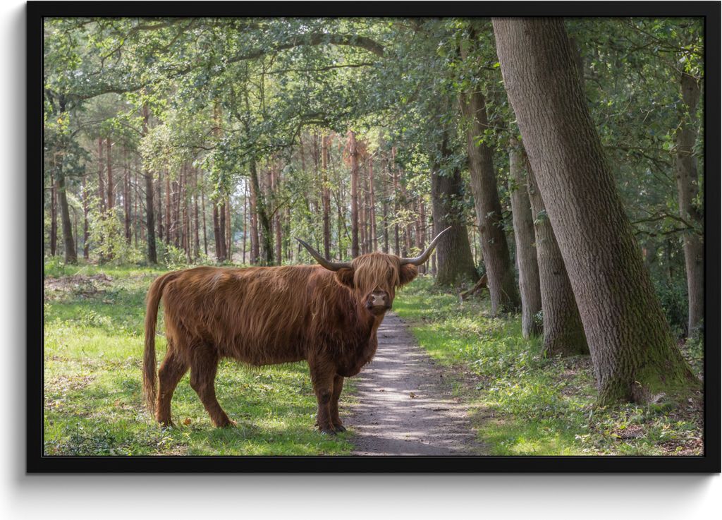 MuchoWow® MuchoWow® Gerahmtes Poster Wald - Schottisches Produktbild 
