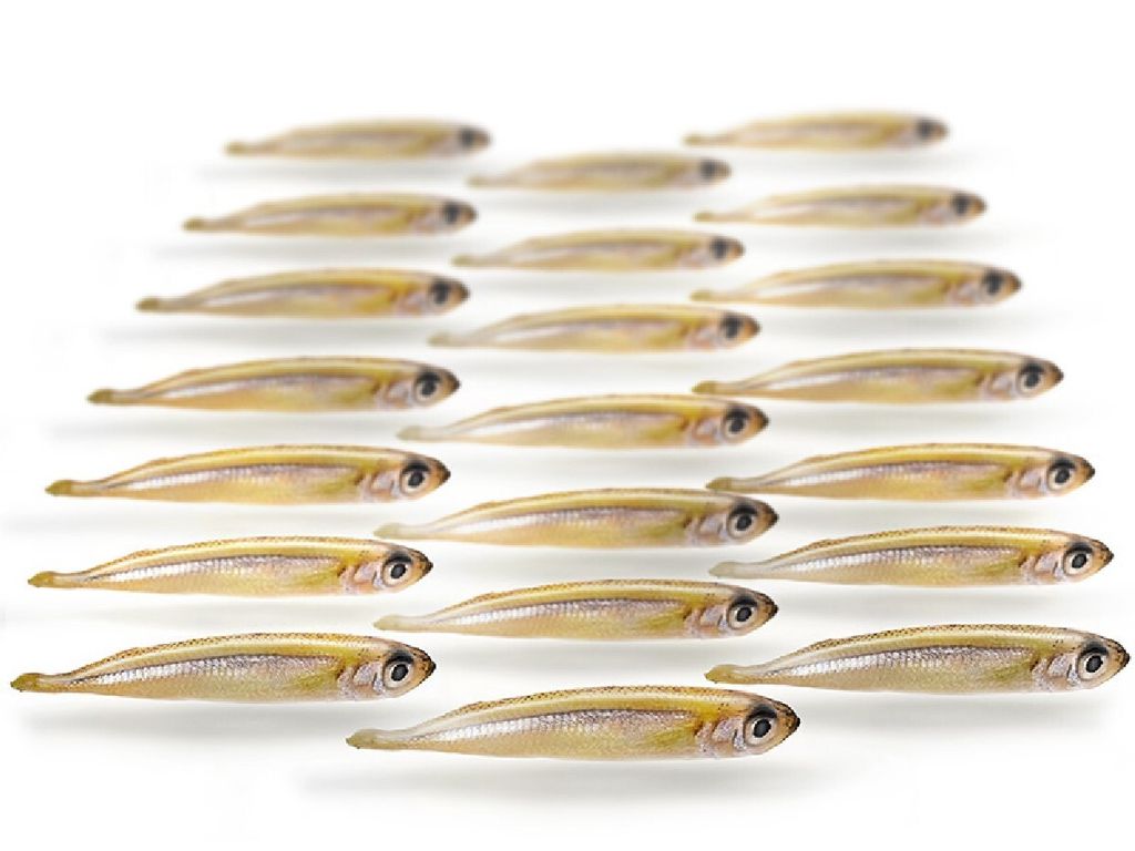 Prebaits Stint Klein (túrkisch) 175gr Produktbild 