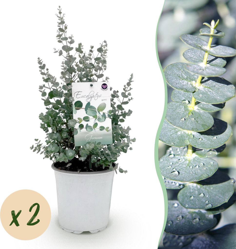 GreenboutiQ - Terrassenpflanze - Eukalyptusbaum - Eucalyptus gunni - Grau - 2 Pflanzen - Winterhart - Topf 17cm Höhe 40cm