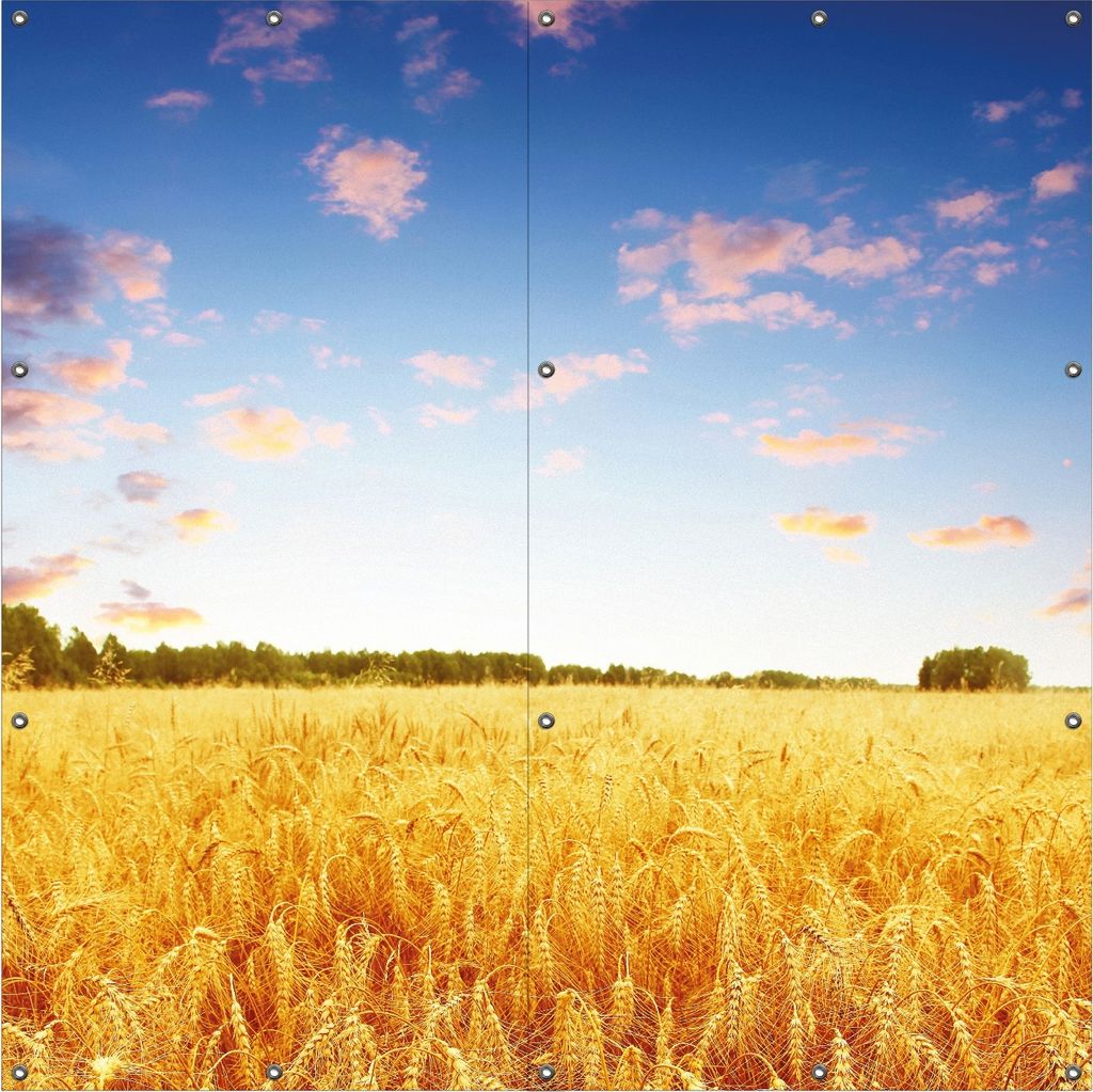 Wallario Outdoor-Poster für Garten oder Balkon, Motiv Weizenfeld unter blauem Himmel, in ca. 180 x 180 cm