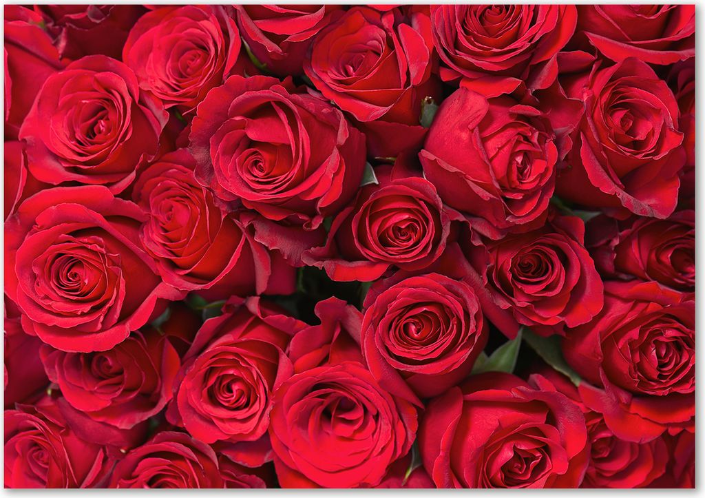 Tulup Glas-Bild - 100 x 70 - Wandbild aus Glas - Wandkunst - Wandbild hinter gehärtetem Sicherheitsglas - Blumen & Pflanzen - Rote Rosen - Rot