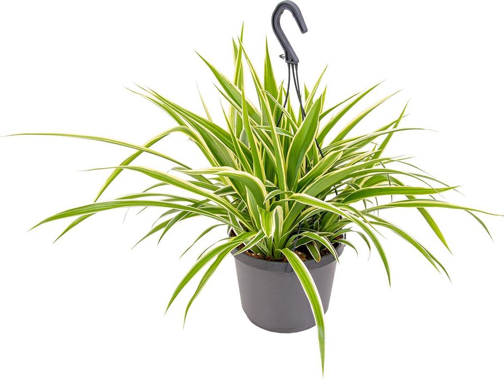 Bloomique - Chlorophytum Variegatum - Grünlilie - Produktbild 