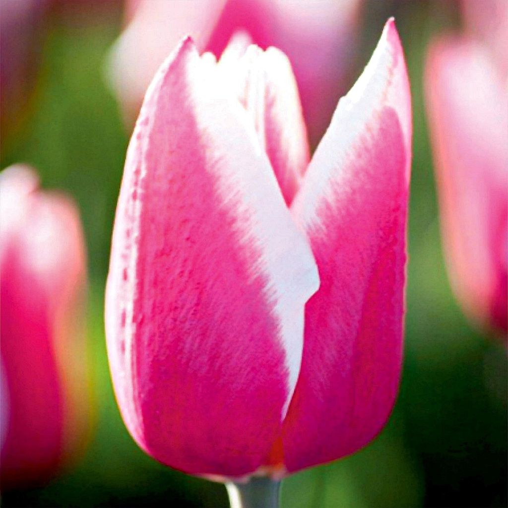 Tulipani Bulbi di fiori Bulbi di fiori Tulipani Chacha 5 Immagine del prodotto 