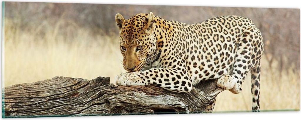 Bilder auf glas - Afrika Leopard Katze Safari - 90x30cm - Glasbilder - Wandbilder - Kunstdruck - zum Aufhängen bereit - Wanddekoration aus Glas - ...