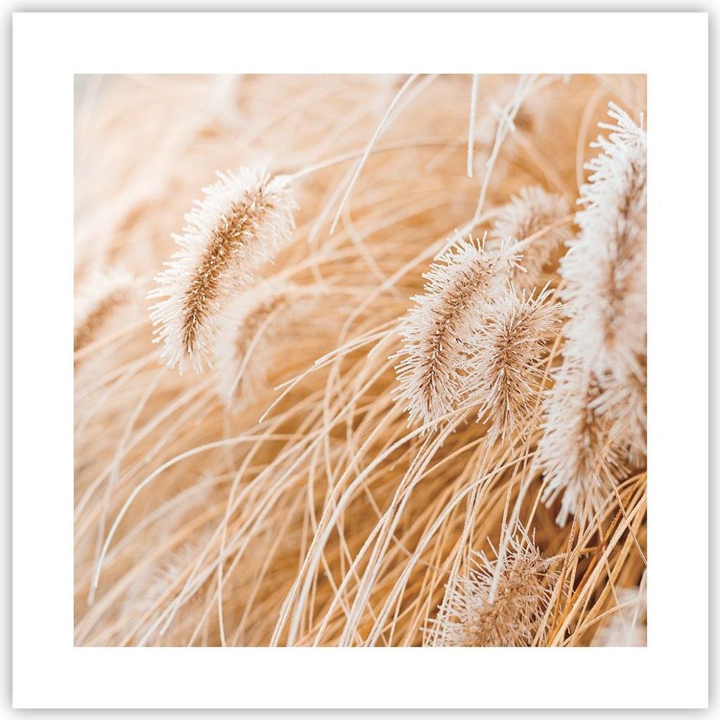 Poster - Poster ohne Rahmen - Gras Boho Licht - 40x40 cm - Wand Bild - Wanddeko - Wandbilder - Kunstposter - Wandposter - Bilder - Kunstdruck - Wan...