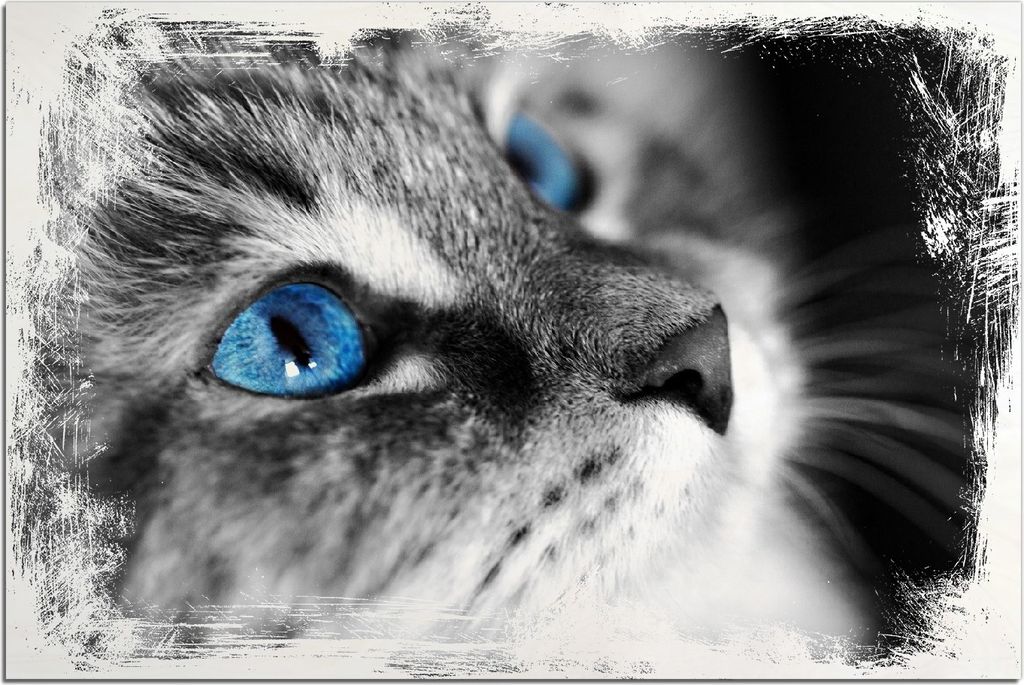 Kunstdrucke Wandbilder Holz in : Brillante Farben, Größe 60 x 90 cm Motiv Schwarz-weiß getigerte Katze mit leuchtend blauen Augen