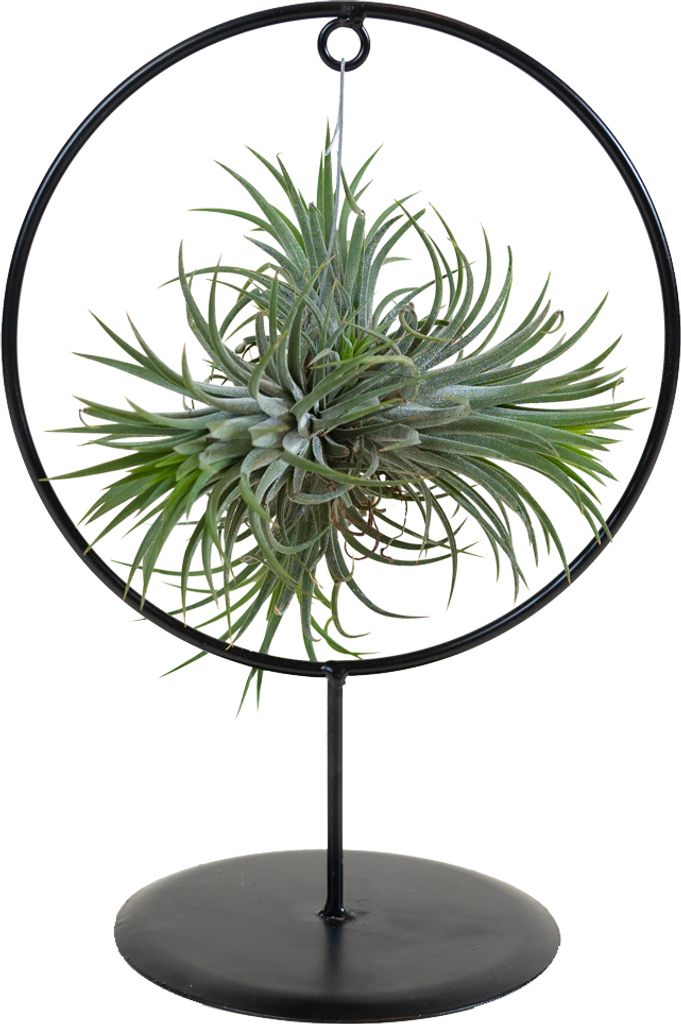 Bloomique - Tillandsia Magic Ball w ozdobnym pierścieniu - Zdjęcie produktu 