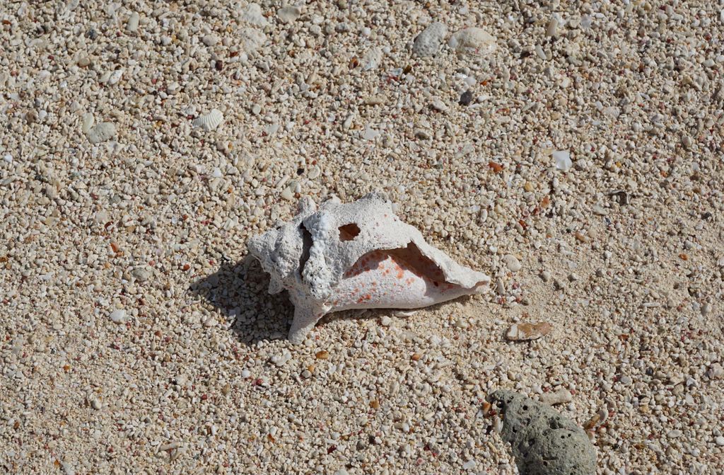 hansepuzzle 98023 - Schneckenhaus Puzzle, 500 Teile, Hintergründe, 46,0 x 30,0cm mit hochwertiger Aufbewahrung, Kartonbox & Beutel