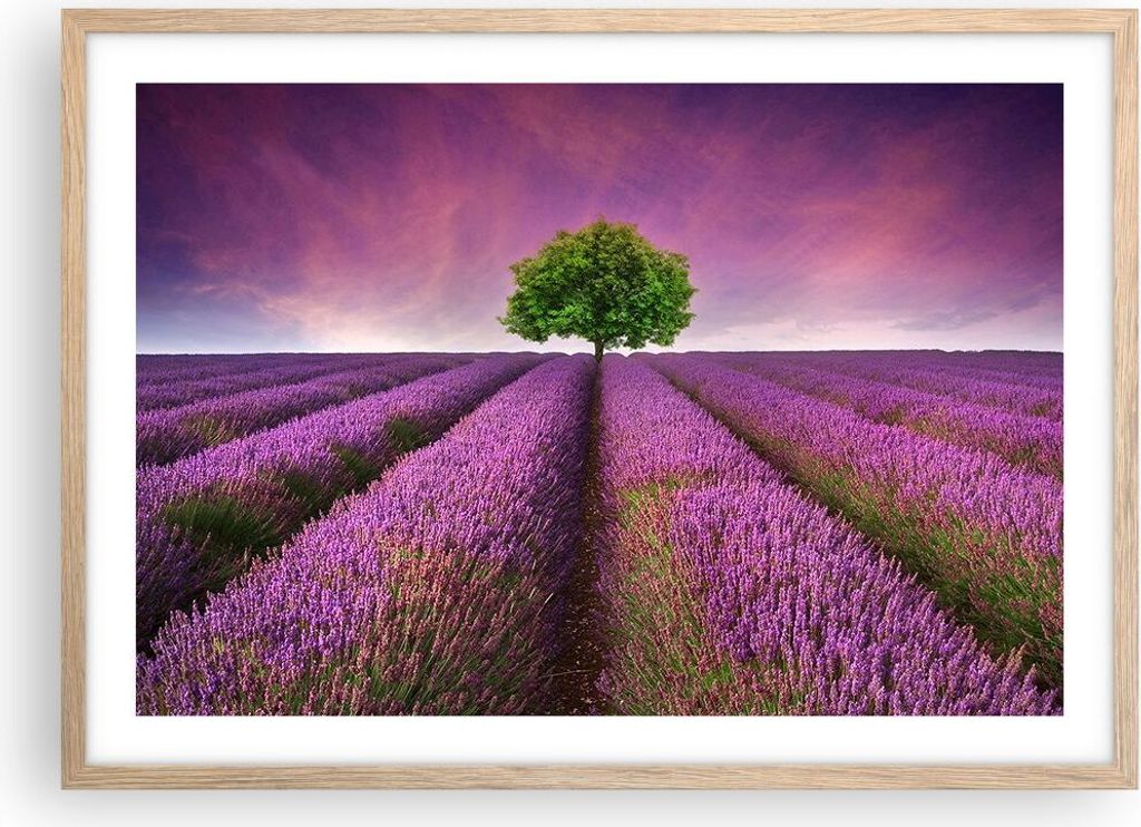 Gerahmtes Poster - Rahmen in heller Eiche - Wiese lavenda Sommer Landschaft - 70x50 cm - Wand Bild - Wanddeko - Wandbilder - Wandposter - Bilderrah...