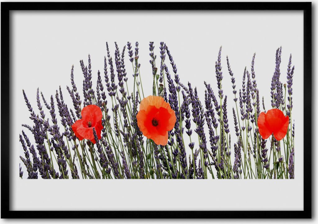 Bild 100x70 MDF-Rahmen Wandkunst Poppies Gras-Feld