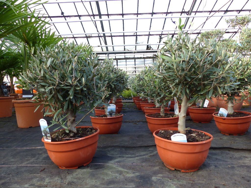 Olivenbaum Bonsai Formgehölz, Olive winterhart, Olea Produktbild 3