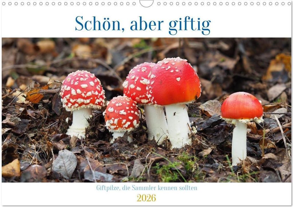 Schön, aber giftig. Giftpilze, die Sammler kennen sollten. (Wandkalender 2026 DIN A3 quer), CALVENDO Monatskalender
