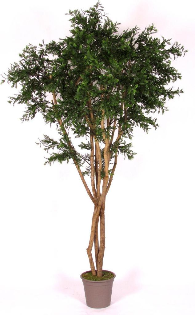 artplants.de Kunst Akazie ANDRIY mit Echtstämmen, crossdoor, grün, 250cm - Italy - Künstlicher Baum