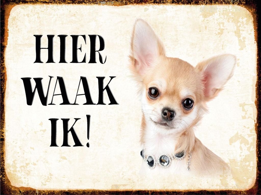 vianmo Blechschild 30x40 cm holländisch Hier Waak ik Chihuahua mit Kette