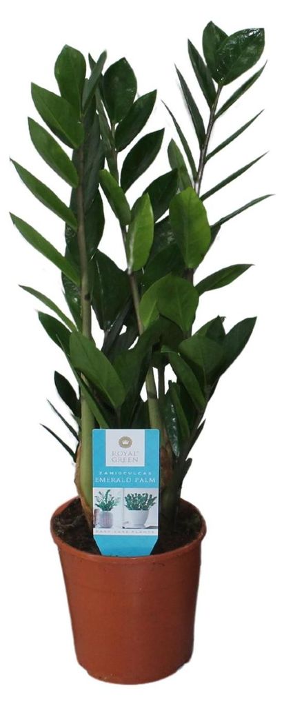 Zamioculcas Zamiifolia - 45-55cm - Ø14cm - Zimmerpflanze - Immergrün