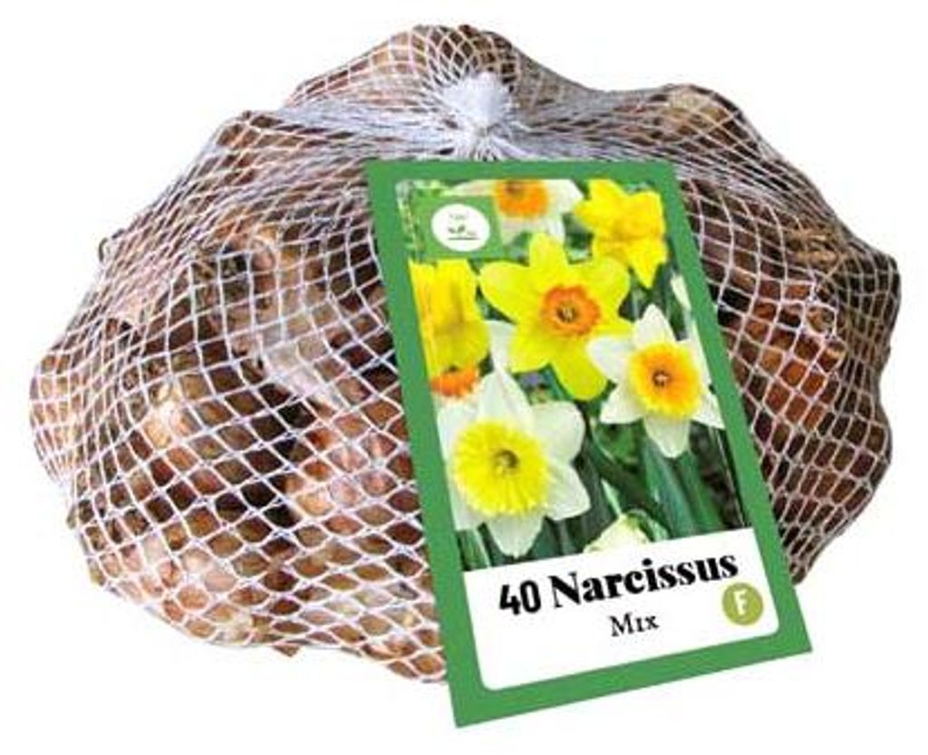 Zmiešaná sadenica narcisov (40 kusov) | Žiarovky narcisov Obrázok produktu 