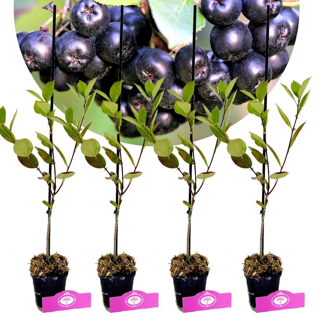 Set mit 4 schwarzen Aroniabeeren – Aronia prunifolia „Nero“ – Höhe 40 cm – 9 cm Topf