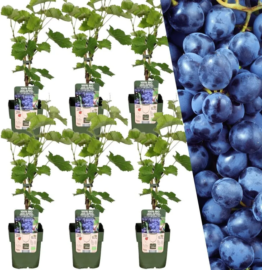 6 Plants de Vigne Fruitiers - Arbustes Rustiques pour Jardin et Pergola
