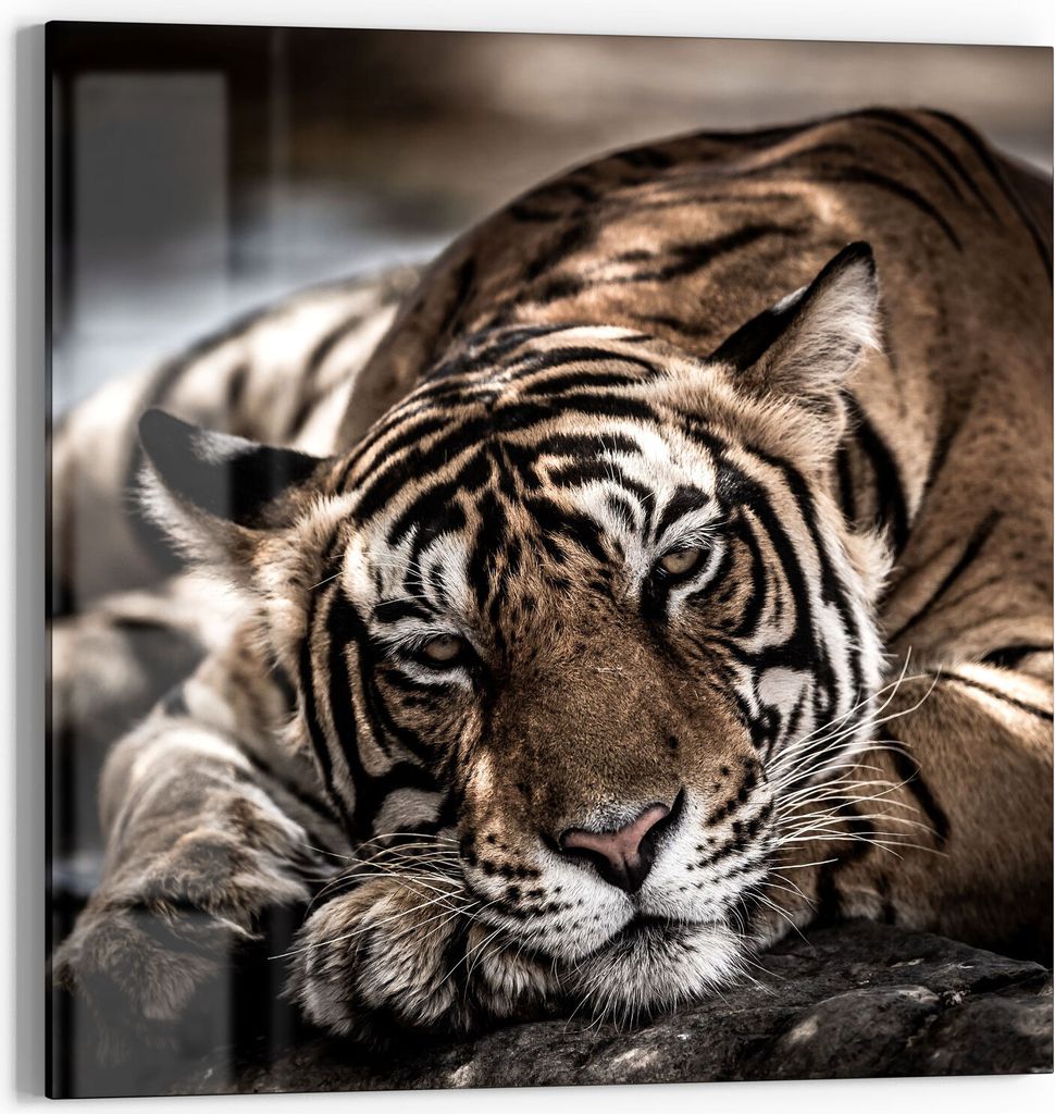 DEQORI Glasbild Echtglas 30x30 cm 'Ruhender Bengal Tiger' Wandbild Bild modern Deko