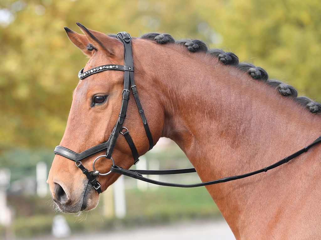 BUSSE Trense Feeling Trensenzaum Ledertrense mit Zügel Produktbild 4