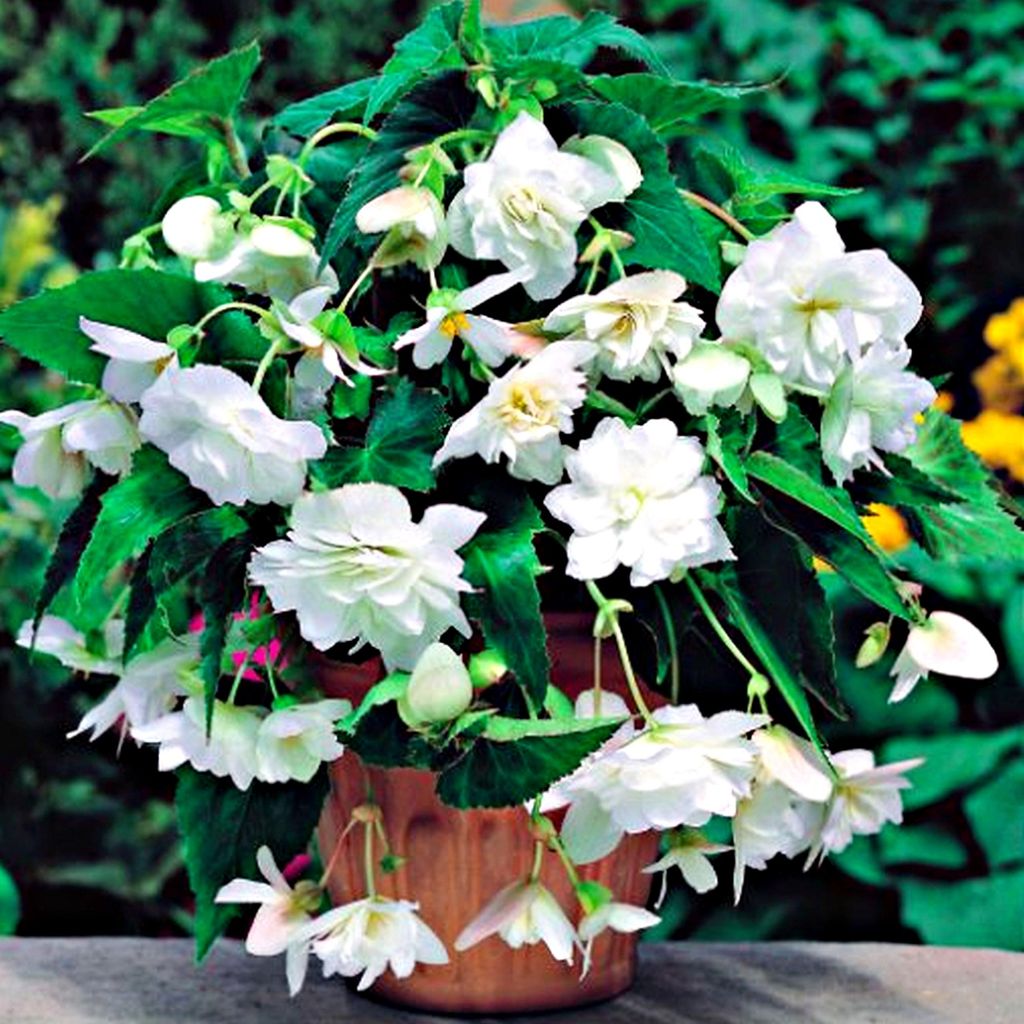 Bégonia retombant blanc White 1 pièce bégonias plants plant Image du produit 