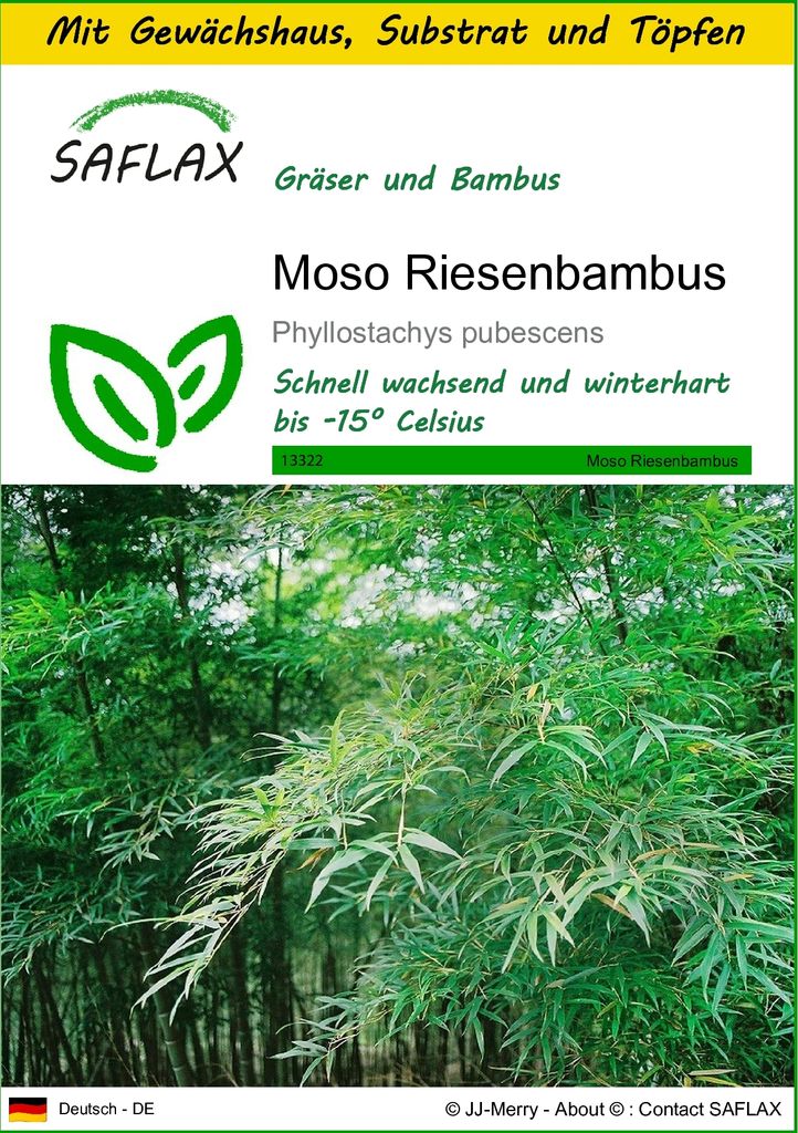 SAFLAX Anzucht Set - Moso Riesenbambus - Phyllostachys pubescens - 20 Samen - Mit Mini-Gewächshaus, Anzuchtsubstrat und 2 Töpfen