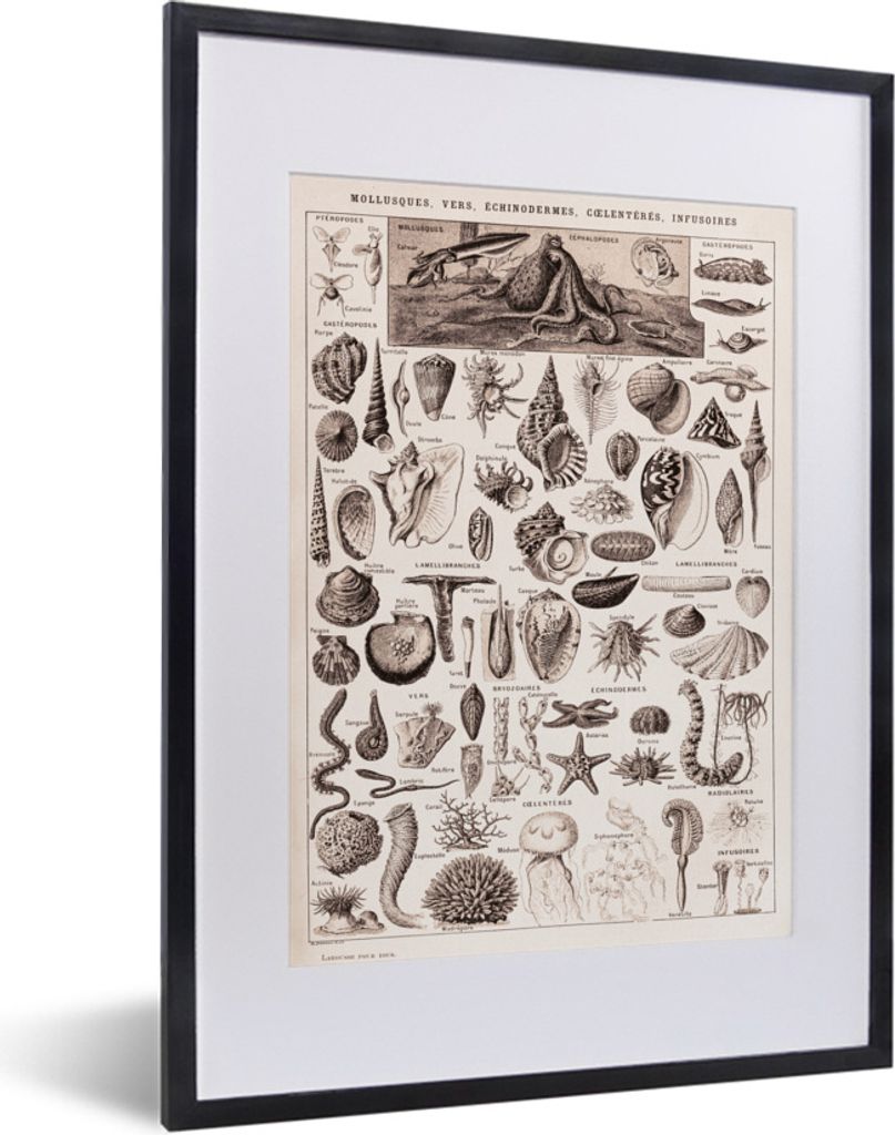 MuchoWow Gerahmtes Poster Meerestiere - Tiere - Schwarz - Weiß 30x40 cm - Poster mit Schwarzem Bilderrahmen Wandposter Rahmen Foto Bilder - Wand...
