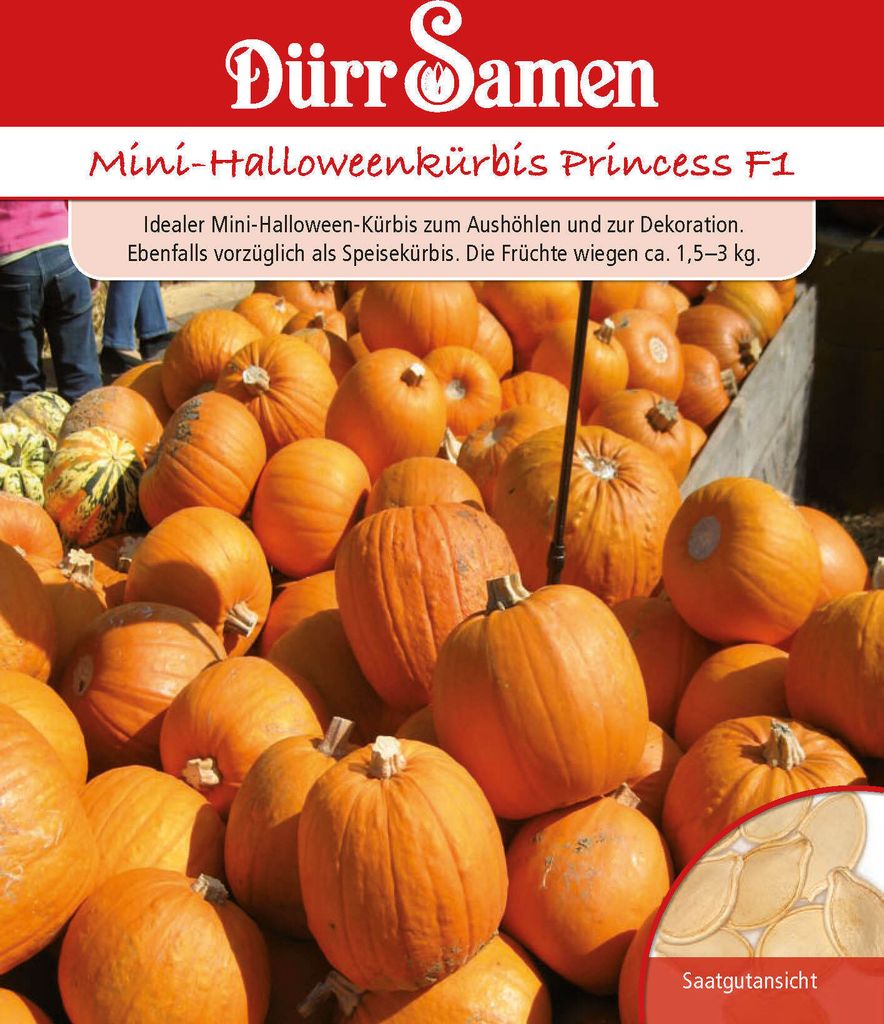 Mini-Halloween-Kürbis Harvest Princess F1