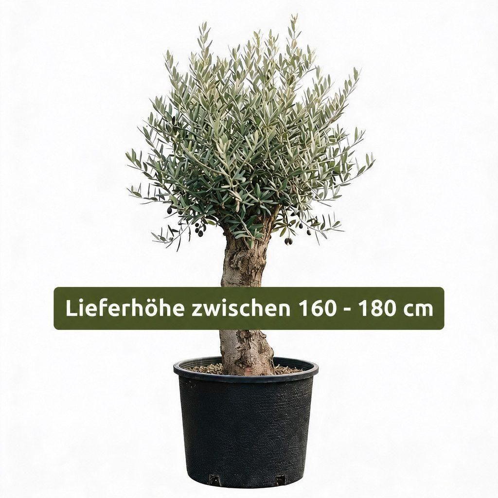 Olivenbaum Olea Europaea, ca. 20- 30 Jahre Alt, Höhe ca. Produktbild 