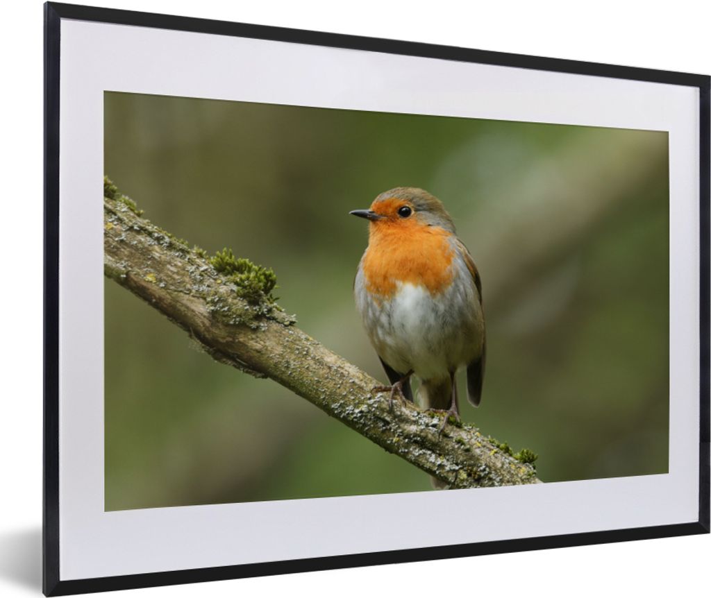 MuchoWow Gerahmtes Poster Vogel - Rotkehlchen - Zweig - Pflanzen 60x40 cm - Poster mit Schwarzem Bilderrahmen Wandposter Rahmen Foto Bilder - Sch...