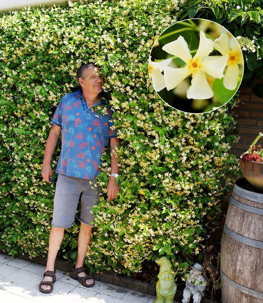 BALDUR Garten 1x Winterharter Jasmin 'Star of Toscane®' Produktbild 