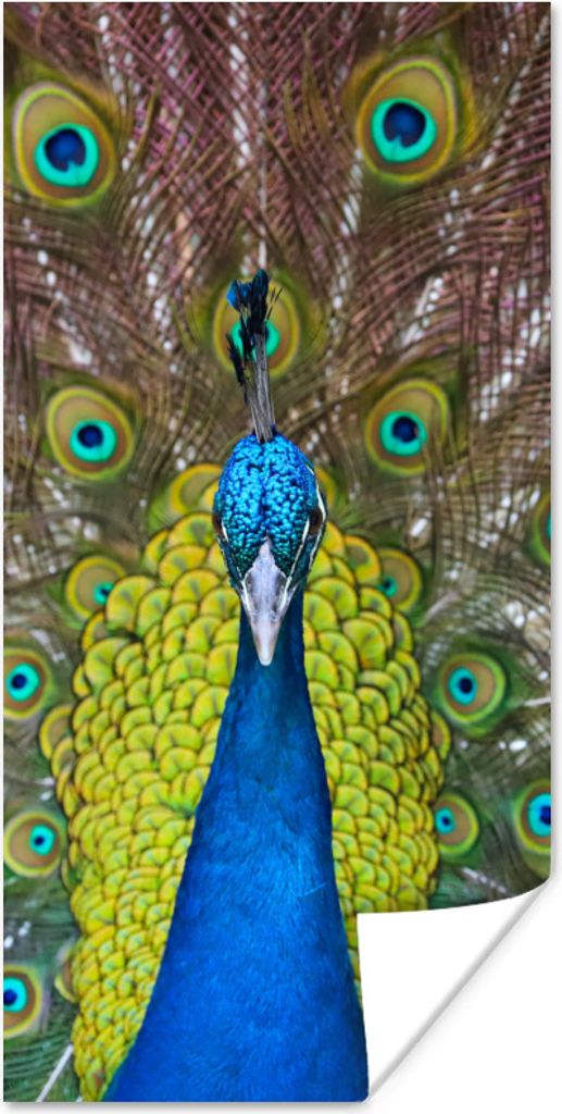 MuchoWow Poster Pfau - Federn - Augen 80x160 cm - Kinderzimmer